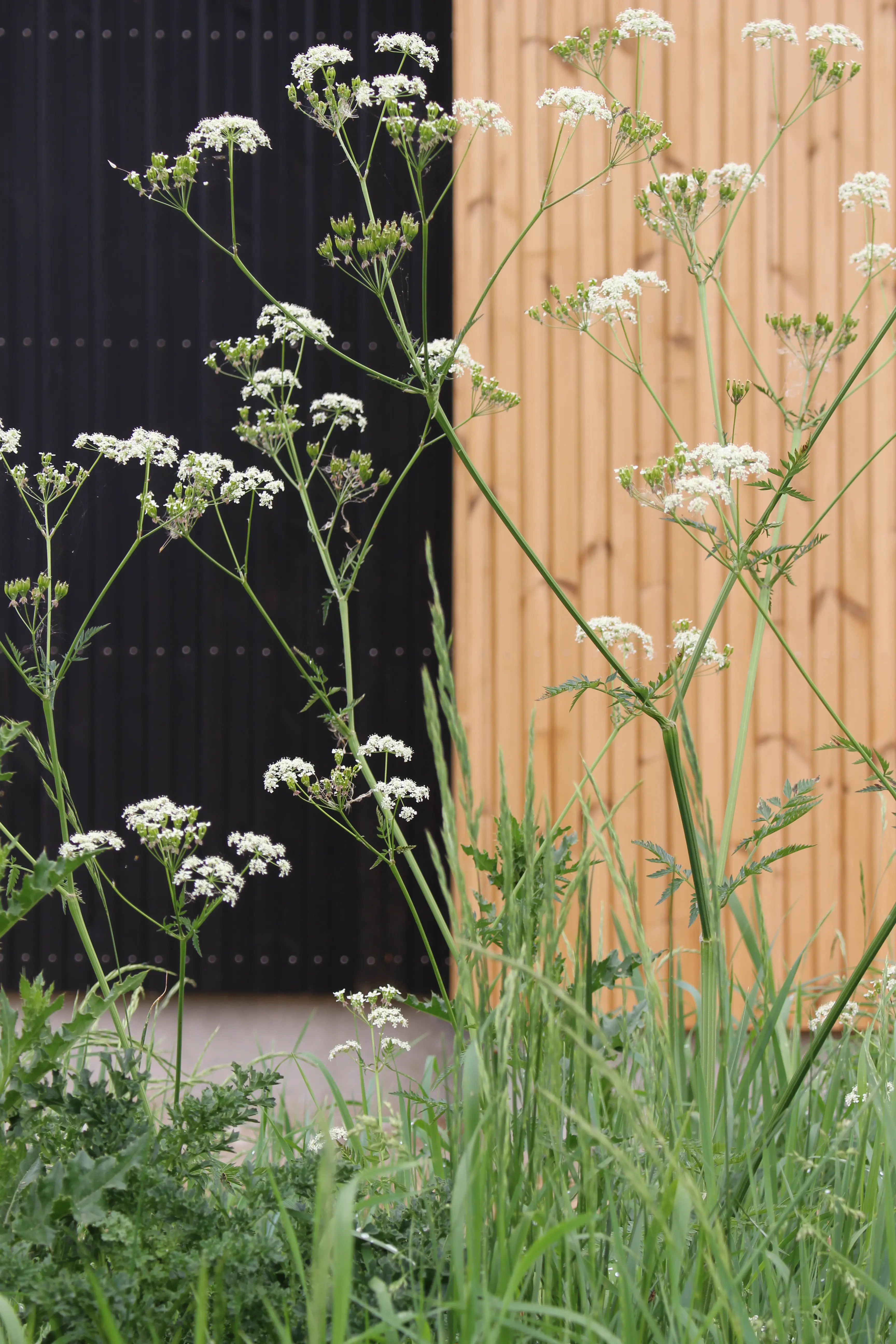 Facaden af et træhus med vilde blomster foran